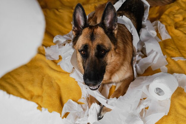 Dog is alone at home entertaining by eating toilet paper