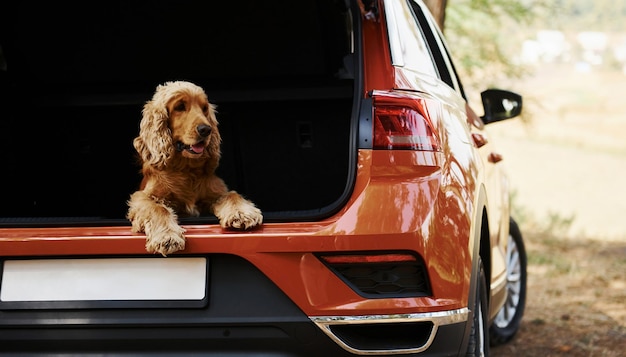 Photo dog is on the backseat of modern car that parked in the forest.