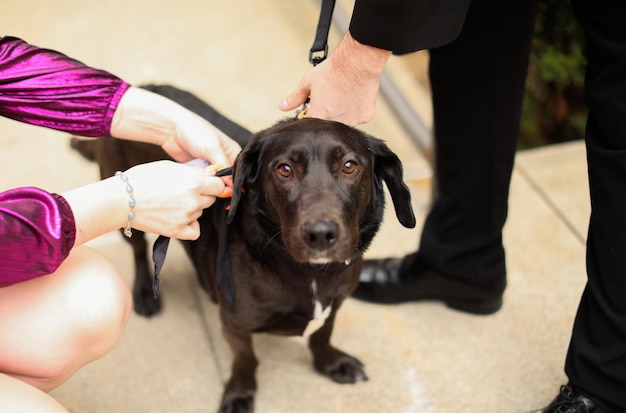 A dog is being petted by a man and a woman.