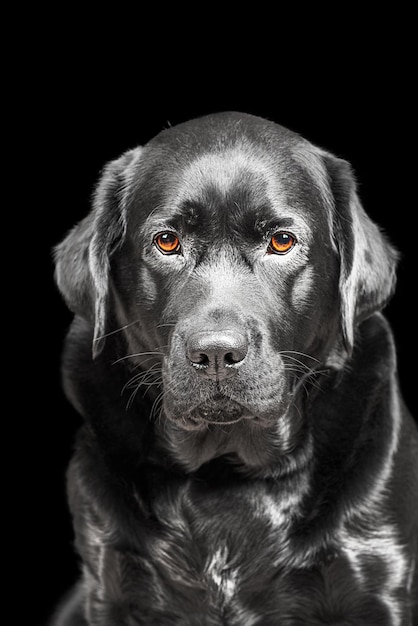 犬は茶色の目をした黒いラブラドル ・ レトリーバーです。黒い背景に犬の肖像画