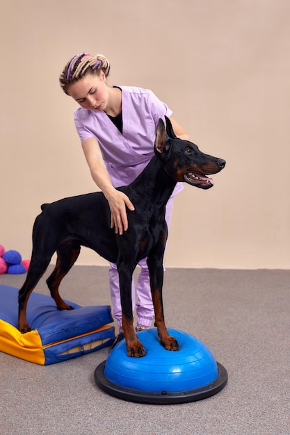 Dog is engaged fitness on massage and physiotherapy carpet Training device for rehabilitation exercising in the Veterinary clinic