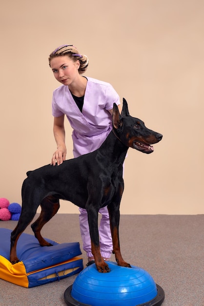 Dog is engaged fitness on massage and physiotherapy carpet Training device for rehabilitation exercising in the Veterinary clinic