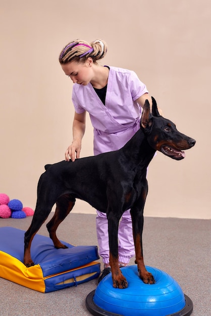 Dog is engaged fitness on massage and physiotherapy carpet Training device for rehabilitation exercising in the Veterinary clinic