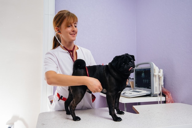 dog is examined and treated at a veterinary clinic