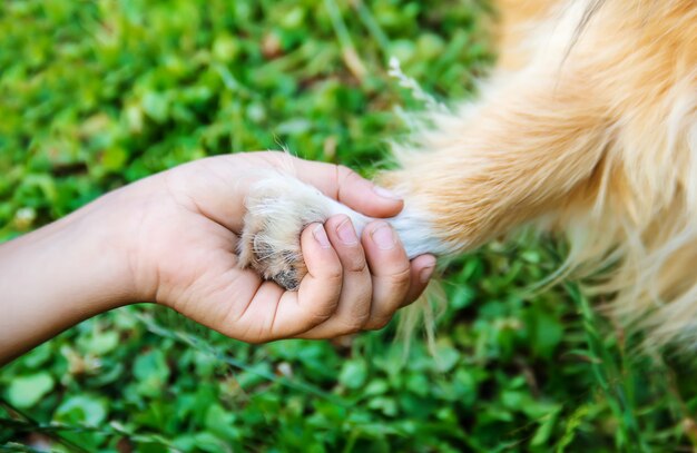 Il cane è l'amico dell'uomo. dà una zampa al bambino.