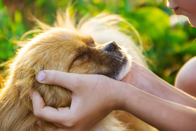 Photo the dog is the friend of man. gives a paw to the child.