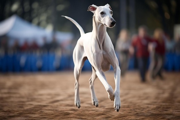 A dog is jumping in the air with a blue barrier in the background.