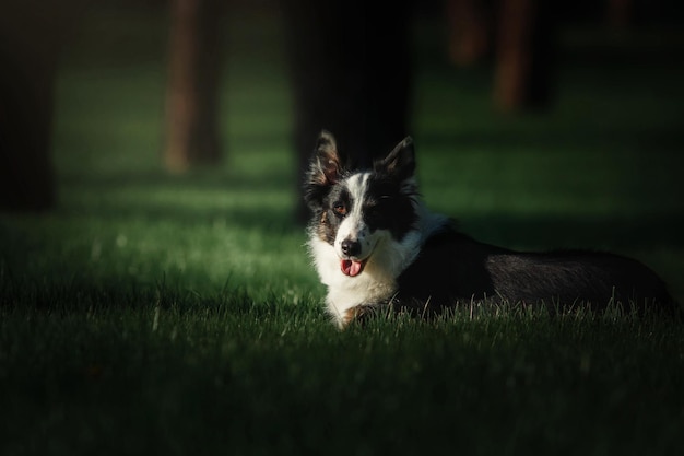 A dog is laying in the grass with his tongue out.