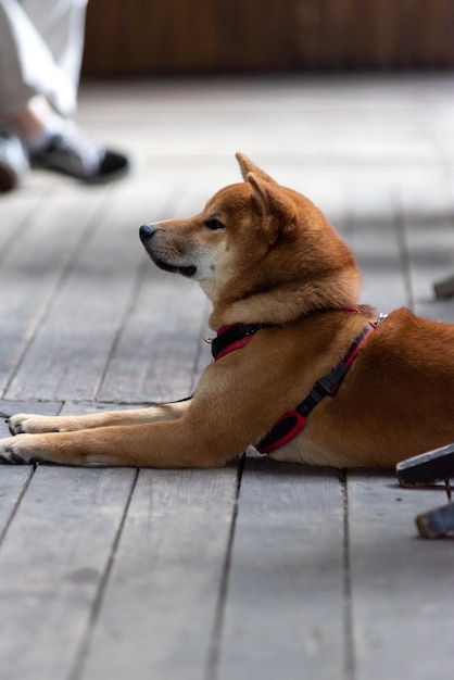 A dog is laying on the ground with a leash.