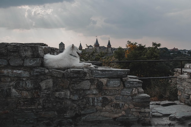 A dog is laying on a wall