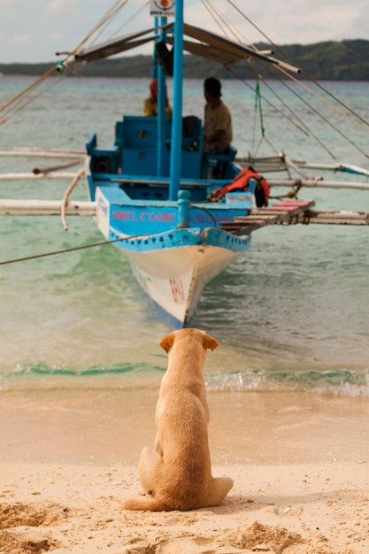 A dog is looking at a boat that says " life " on the side.