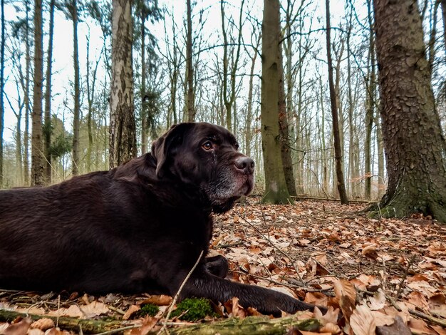 A dog is looking up at the camera.