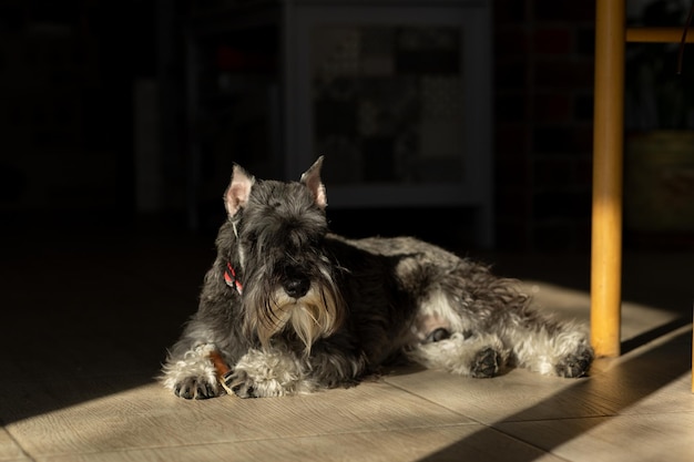 The dog is lying on the floor and basking in the sun