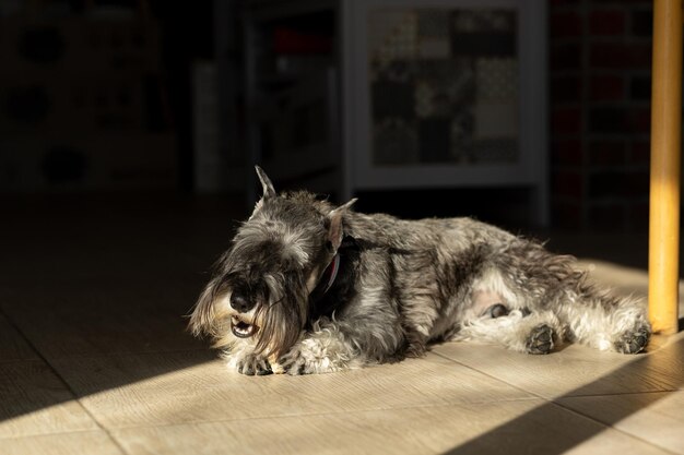 The dog is lying on the floor and basking in the sun