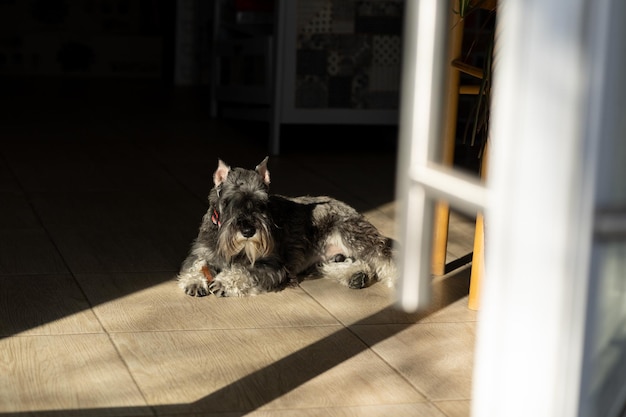 The dog is lying on the floor and basking in the sun