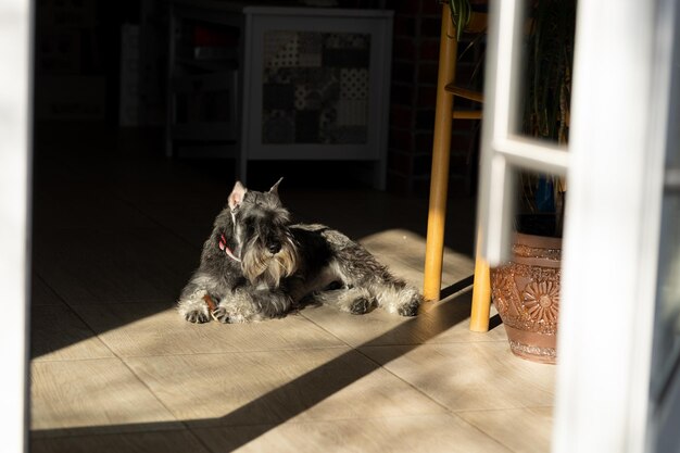 The dog is lying on the floor and basking in the sun