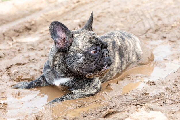 犬は泥の中に横たわっています。