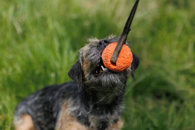 Собака играет на траве Бордер-терьер зубами тянет за веревочку игрушечный резиновый мячик