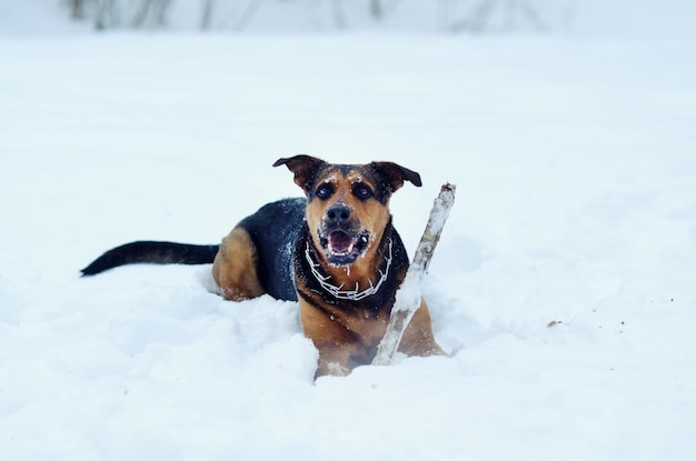 Dog is playing in the snow