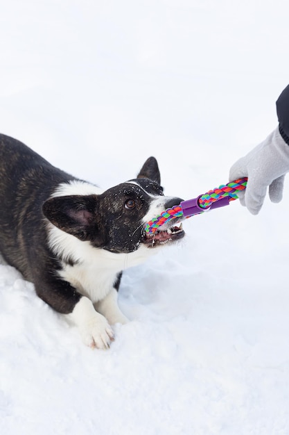 犬がおもちゃで遊んでいるウェルシュ・コーギー・ペンブローク犬の散歩