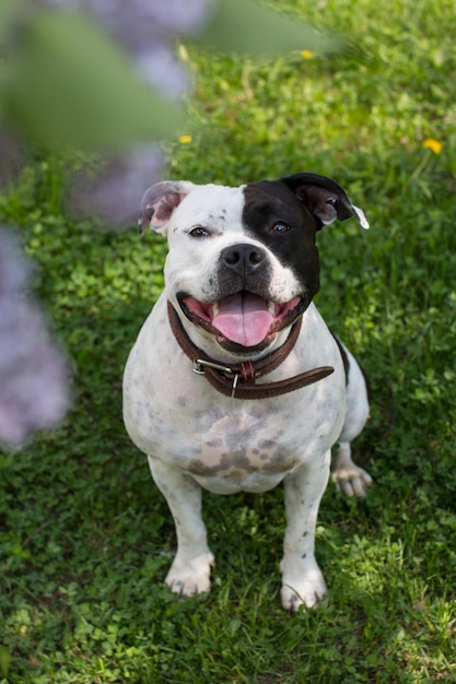 Foto il cane si sta rilassando nel parco nella natura con i fiori di lilac che camminano con un animale domestico