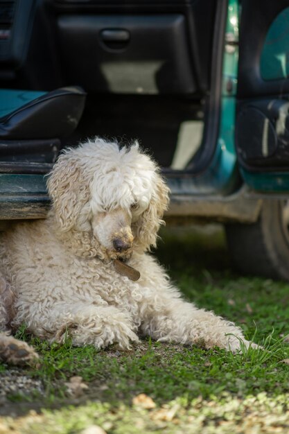 The dog is resting under the car on the green grass A large dog a royal poodle lies on the ground during a road trip stop