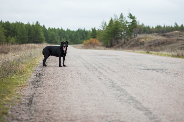 The dog is on the road.