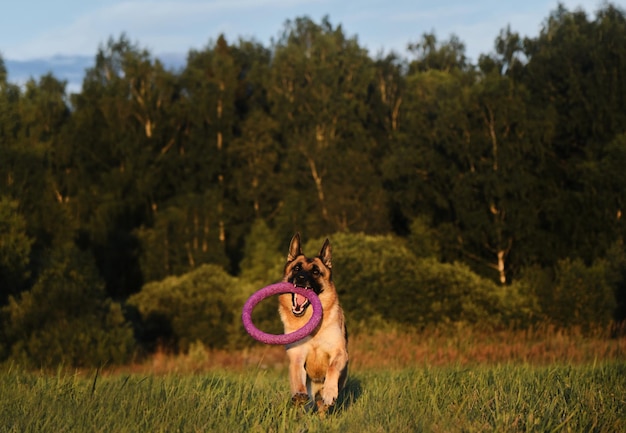 犬は公園で楽しんでいる歯でおもちゃでフィールドを走り回っています エネルギッシュでアクティブな人気のある犬種