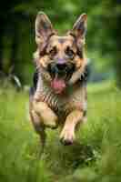 Photo a dog is running in the grass with its tongue out