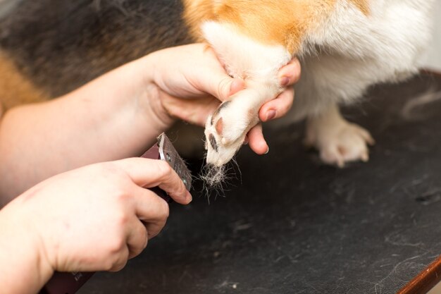 犬はバリカンで刈り取られます。