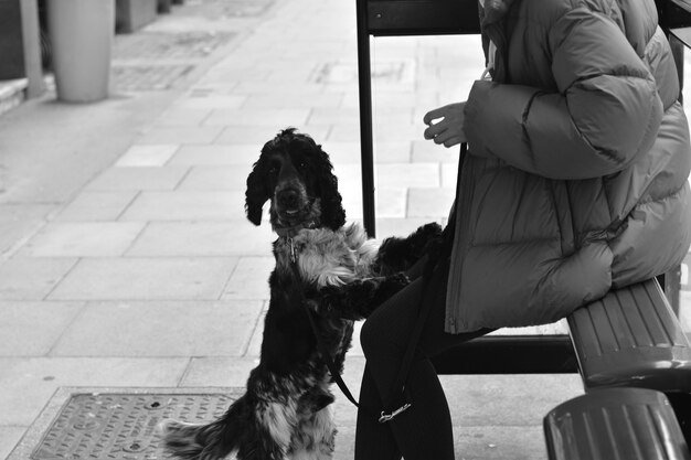 Photo a dog is sitting on a bench with a woman sitting next to her.