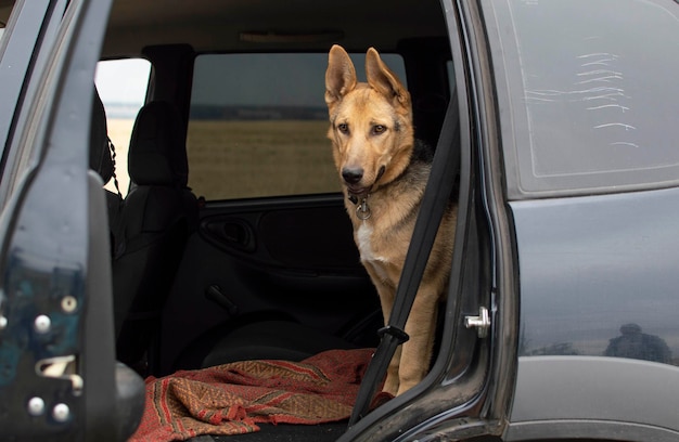 The dog is sitting in the car and waiting for the owner with the door open.