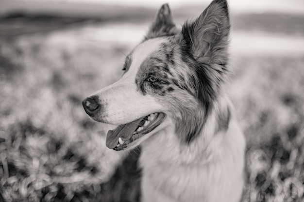 A dog is sitting in the grass and has its mouth open.