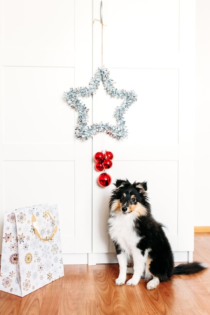 Foto il cane è seduto nella stanza, una stella per il nuovo anno e il natale, decorazioni per la casa per le vacanze, un cucciolo e una borsa regalo