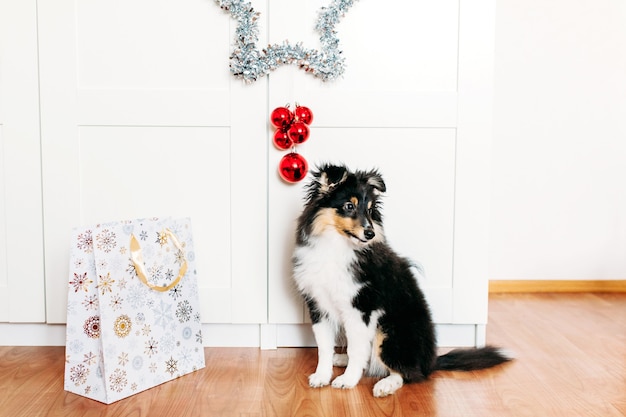 Photo the dog is sitting in the room, a star for the new year and christmas, home decoration for the holiday, a puppy and a gift bag