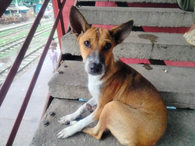 A dog is sitting on a step with a red and white stripe