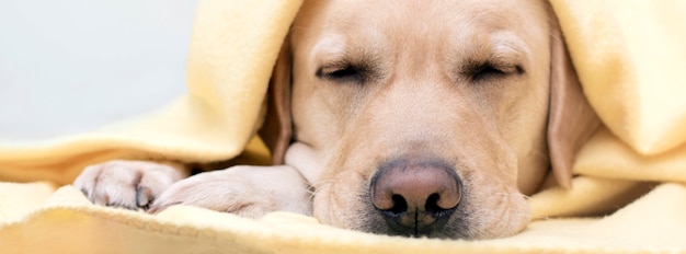 Il cane sta dormendo, crogiolandosi in un'accogliente coperta gialla. il concetto di comfort nella stagione fredda. banner.