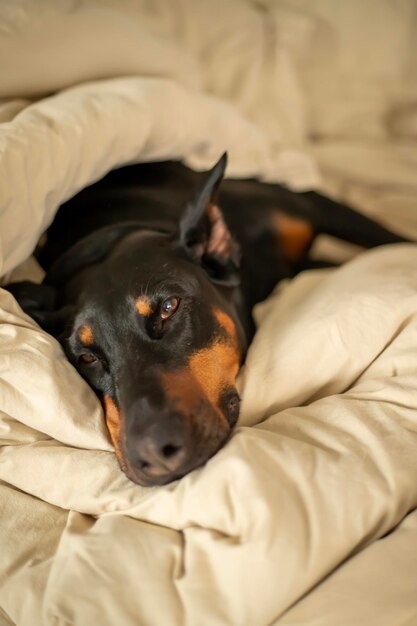 A dog is sleeping on a blanket