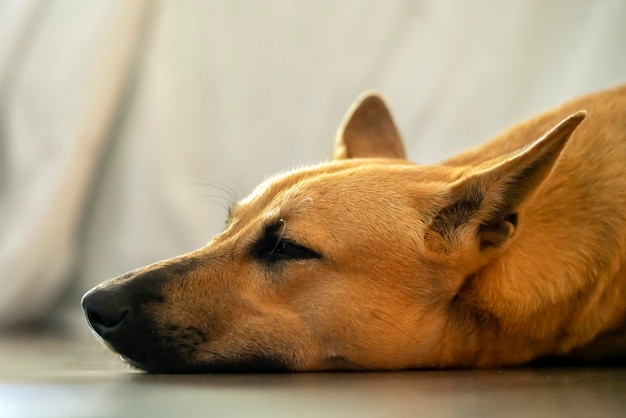 犬は、赤毛の雑種犬の頭のクローズアップを眠っています。ペットの快適さと静けさ