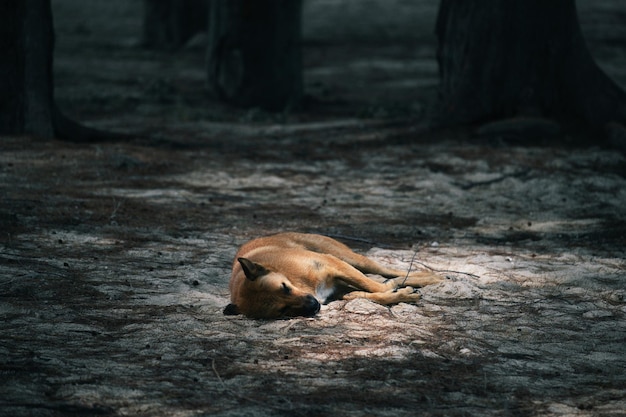 The dog is sleeping in the sandy beach the seashore