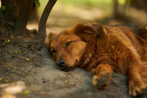 犬は路上で寝ています犬の肖像画生姜犬