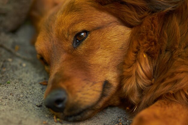 The dog is sleeping on the street Dog portrait Ginger dog