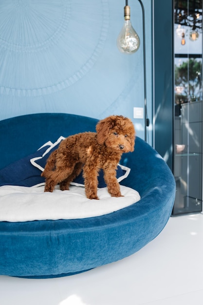 A dog is standing on a blue couch in a living room.