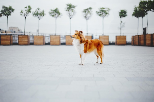 A dog is standing in a courtyard with trees in the background.