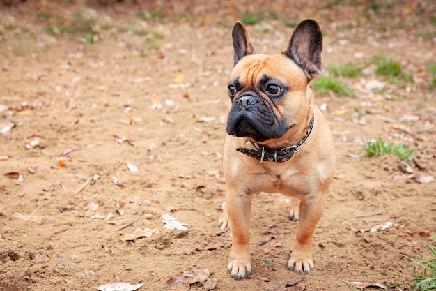 a dog is standing in the dirt with a collar that says  dog