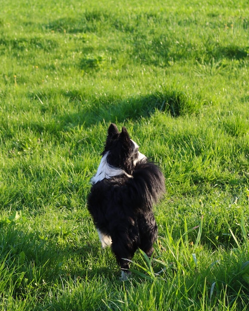 A dog is standing in a field of grass and the sun is shining.