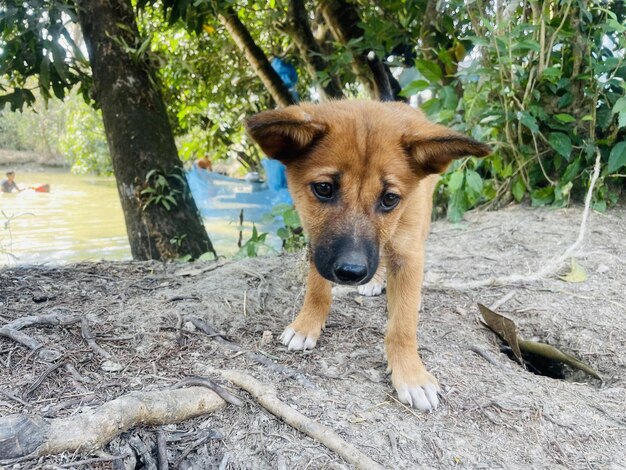 犬が水域の前の丸太の上に立っています。