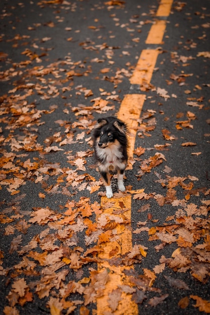 A dog is standing on a road with leaves on it.