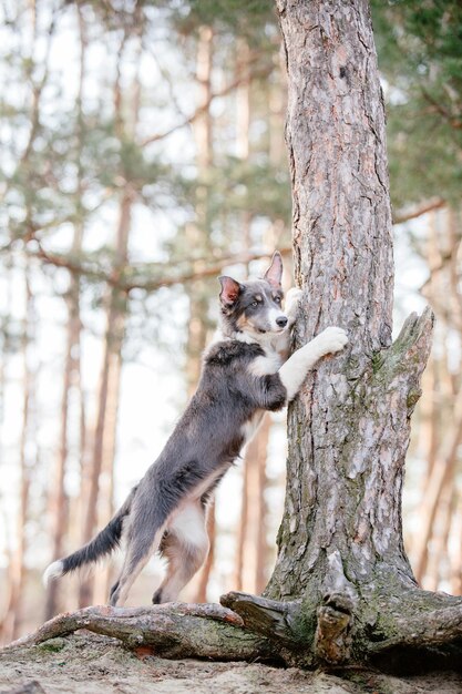 A dog is standing on a tree trunk and looking up.