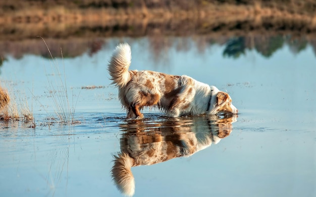 Photo a dog is standing in the water with the reflection of its tail in the water